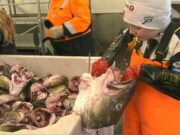 Waa gabar yar oo saacadii ku shaqeysa 1.200 kr Magaalada Lofoten.