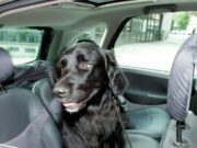 Sweden Maxkamad Xukun ku riday nin Eeygiisa uga dhex tagay gaari Dhexdiisa