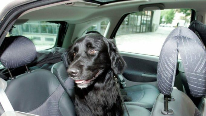 Sweden Maxkamad Xukun ku riday nin Eeygiisa uga dhex tagay gaari Dhexdiisa