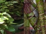 Dowlada Ireland oo Damiin ku sii deesay Somali lagu Qabtay Qaad ay sideen