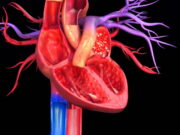 Xisbiga KD oo soo bandhigay Hindise uu Qofka ku Sadaqeen karo Xubnaha Jirkiisa