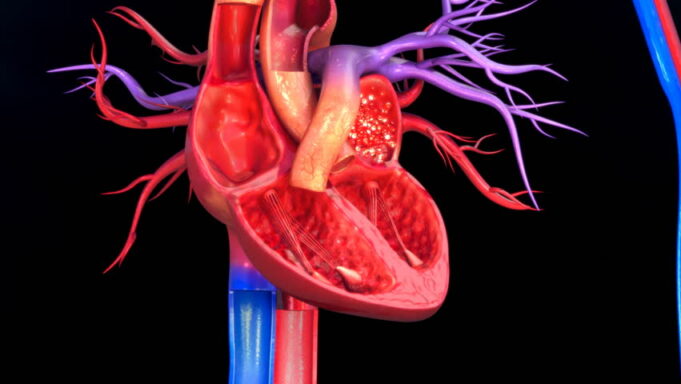 Xisbiga KD oo soo bandhigay Hindise uu Qofka ku Sadaqeen karo Xubnaha Jirkiisa