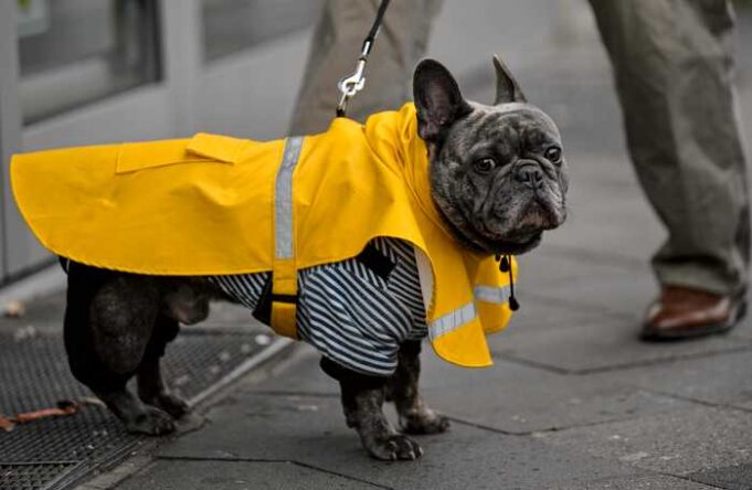 Germalka oo Sharci ka dhigaya in Qofka uu Eygiisa Socodsiiyo maalintii labo jeer