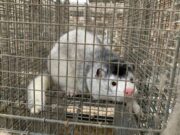 Denmark oo amartay Dilka Xayawaanka ( Mink ) ee laga helay Nuuc Cusub oo Coronavirus ah