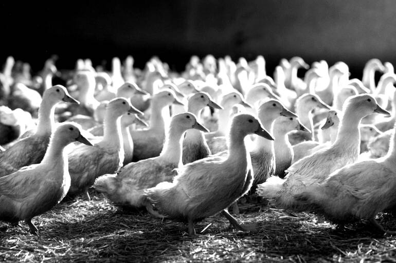 Cudurka hargabka shimbiraha oo ka dillaacay beerta shinbiraha ee Faransiiska