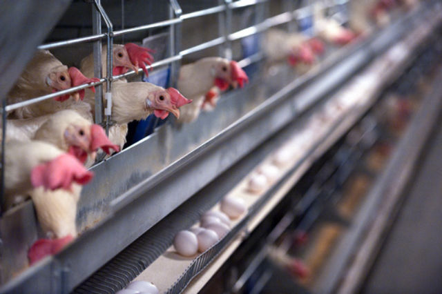 Hargabka shimbiraha oo ku sii kordhaya Denmark iyo Digaag badan oo la laayay