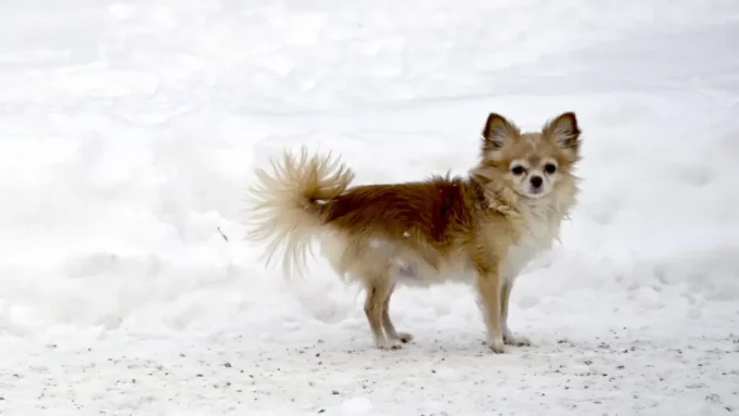 Sweden:- Maxkamad Xukuntay Haaweeney Dayacday Eegeyda